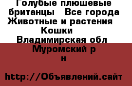 Голубые плюшевые британцы - Все города Животные и растения » Кошки   . Владимирская обл.,Муромский р-н